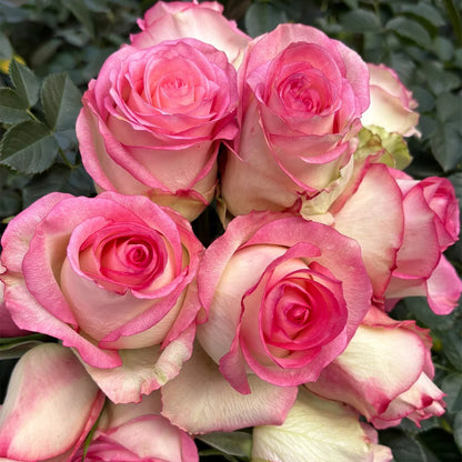 Jumilia Netherlands Florist Shrub Rose