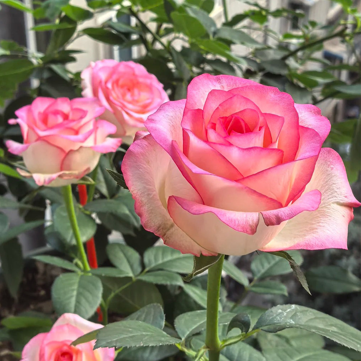 Jumilia Netherlands Florist Shrub Rose