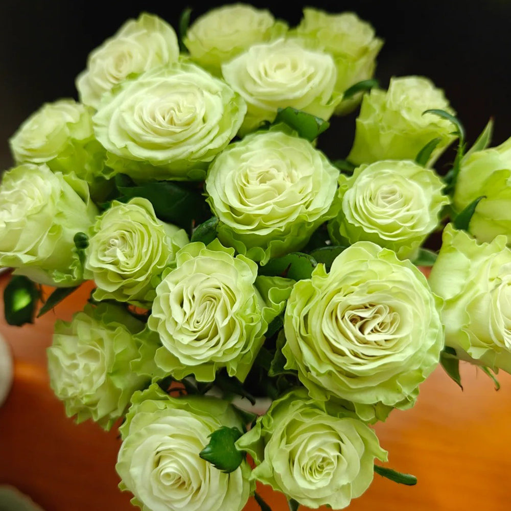 Green Roses | Own Root Garden Roses | Rose Bush for Sale