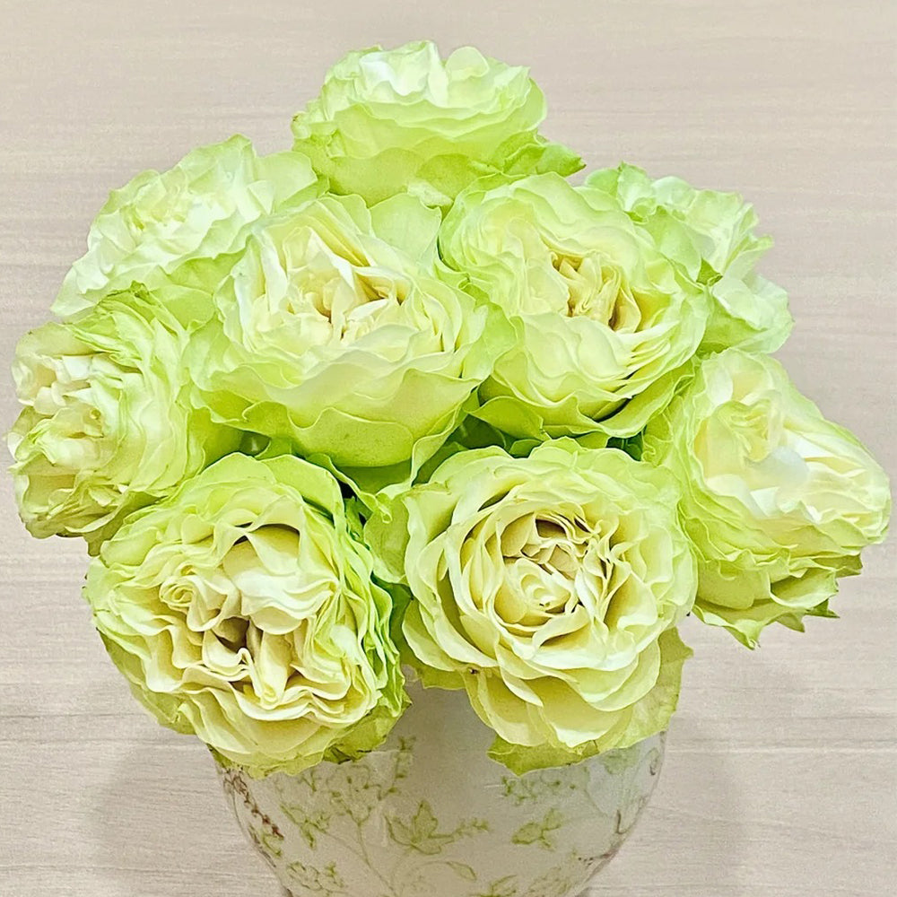 Jutta Netherlands Florist Shrub Rose