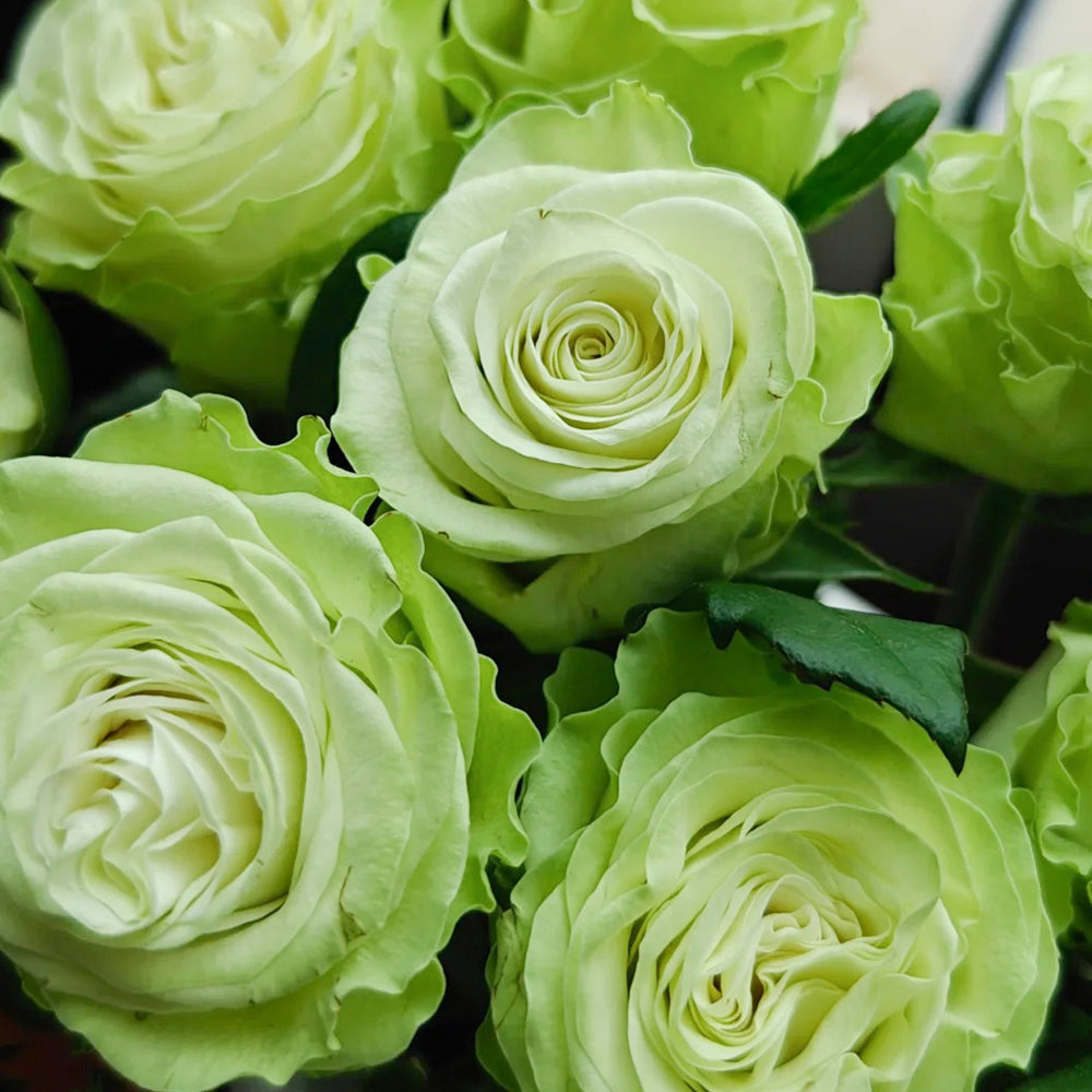 Jutta Netherlands Florist Shrub Rose