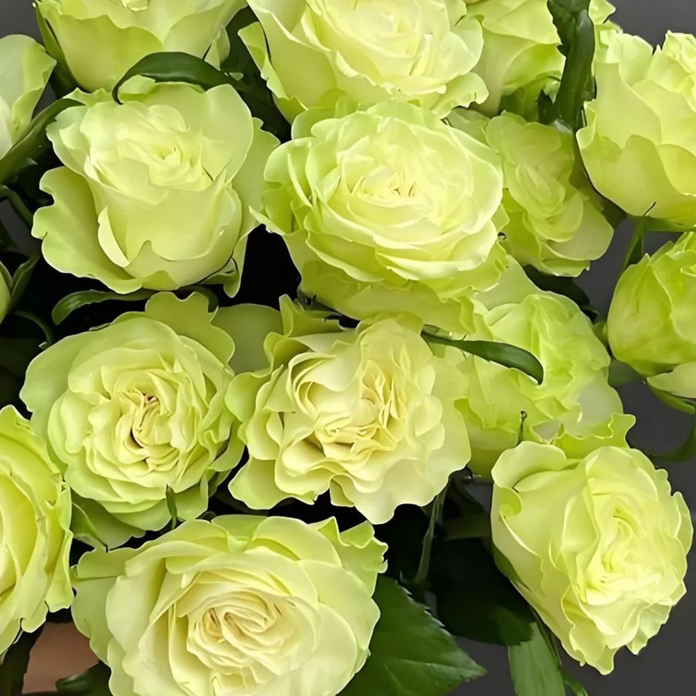 Jutta Netherlands Florist Shrub Rose