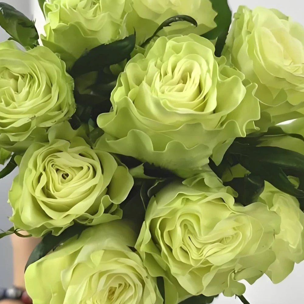Jutta Netherlands Florist Shrub Rose