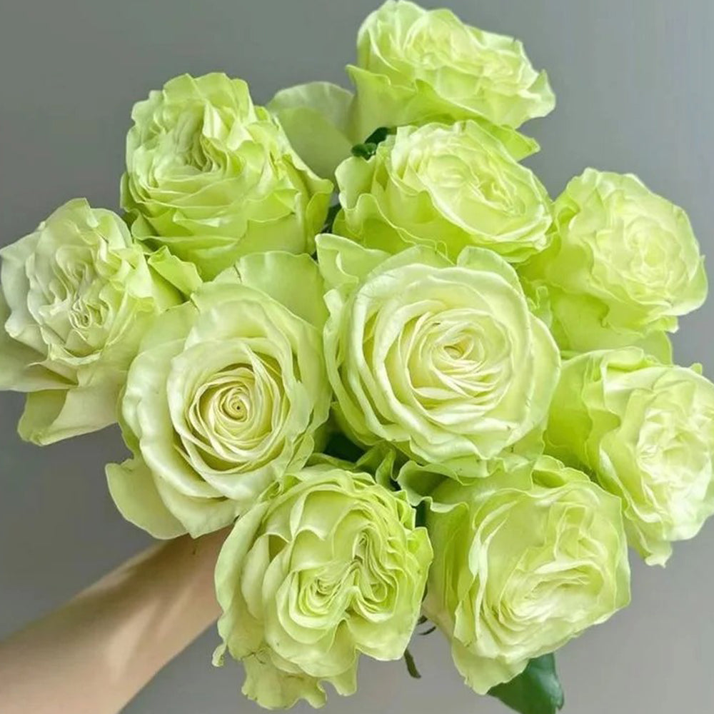 Jutta Netherlands Florist Shrub Rose