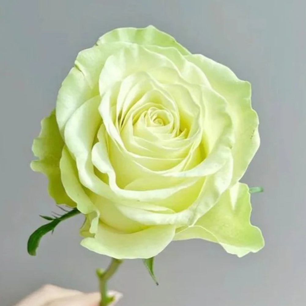 Jutta Netherlands Florist Shrub Rose