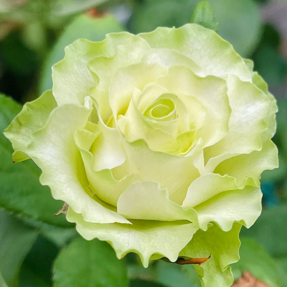 Jutta Netherlands Florist Shrub Rose