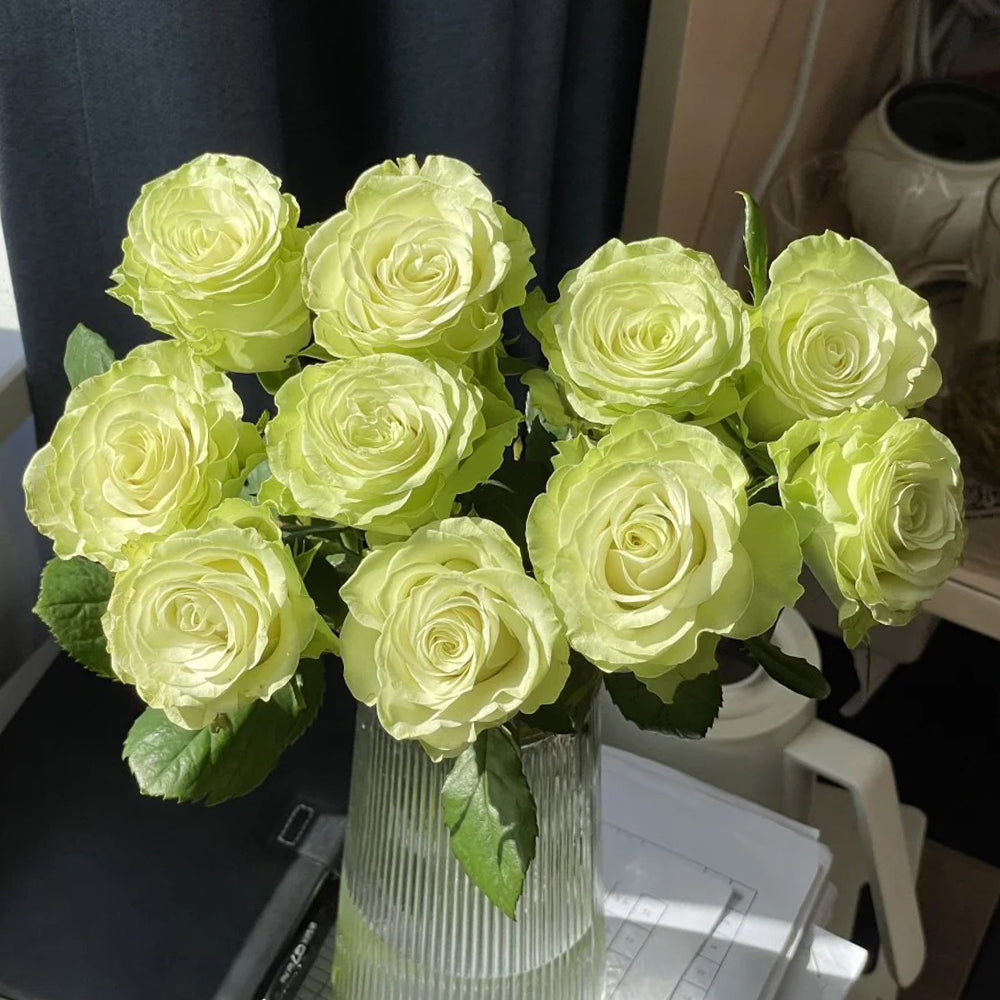 Green Roses | Own Root Garden Roses | Rose Bush for Sale