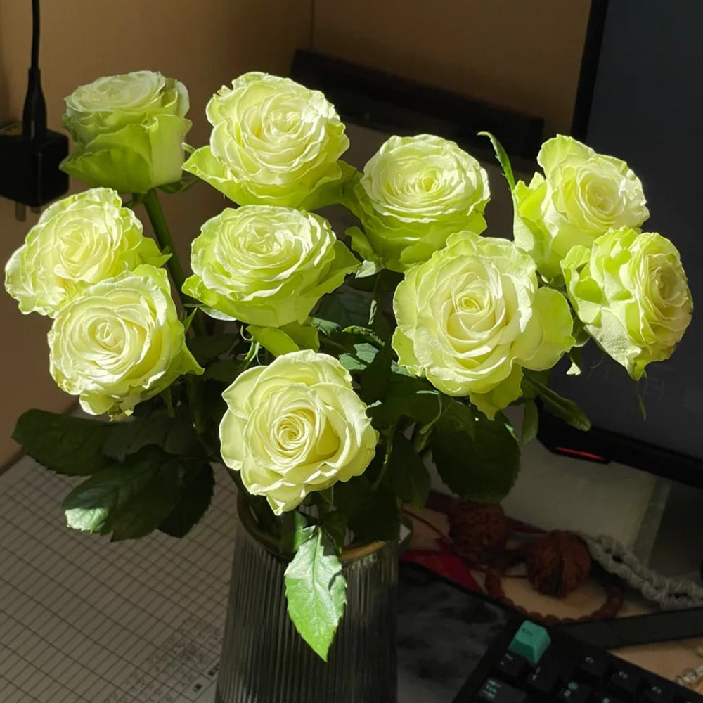 Jutta Netherlands Florist Shrub Rose