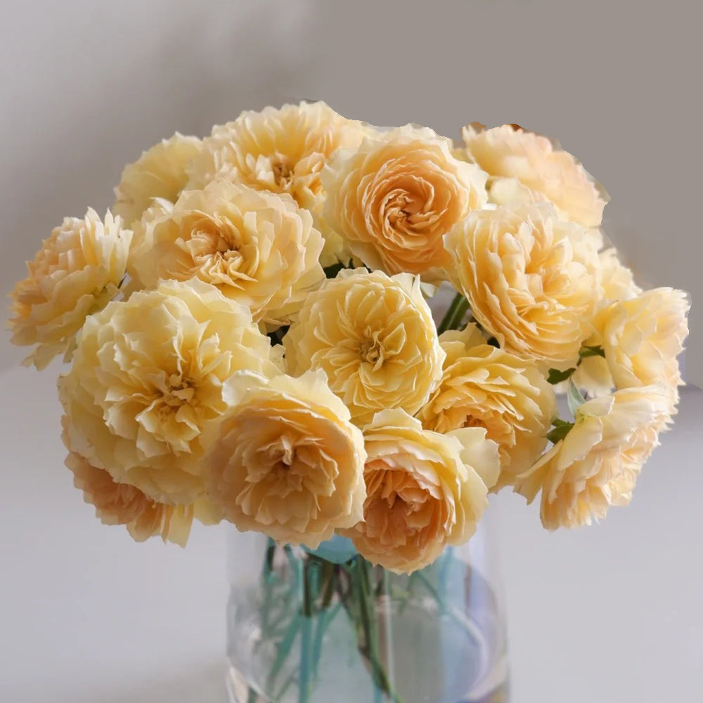 Kagerou Japanese Florist Shrub Rose For Sale – Highgarden Roses