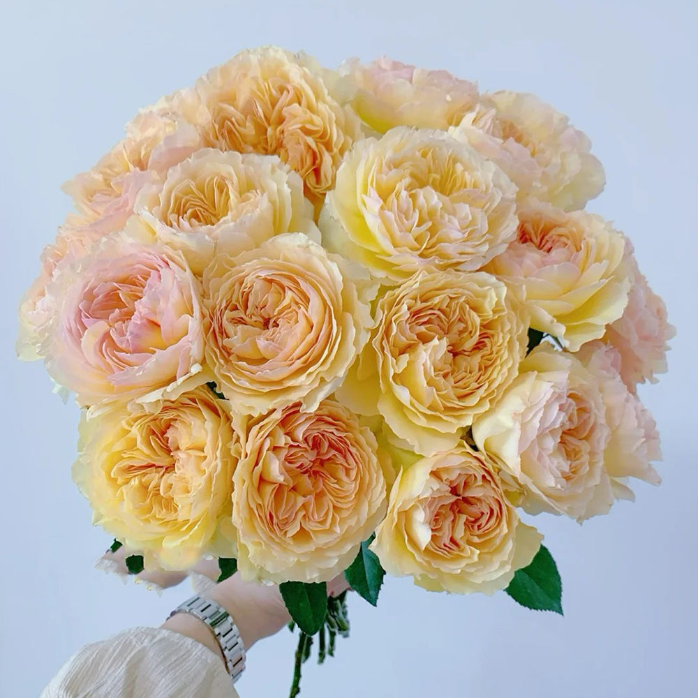 Kagerou Japanese Florist Shrub Rose For Sale – Highgarden Roses