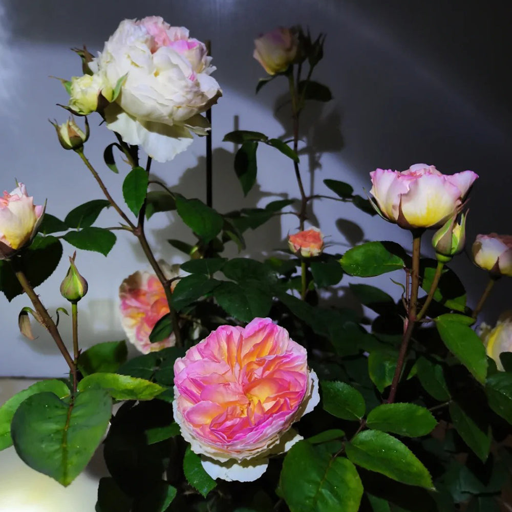KAGEROU / Light Pink・Matte Silver rim JT Kagerou Japanese Florist Shrub Rose For Sale – Highgarden Roses