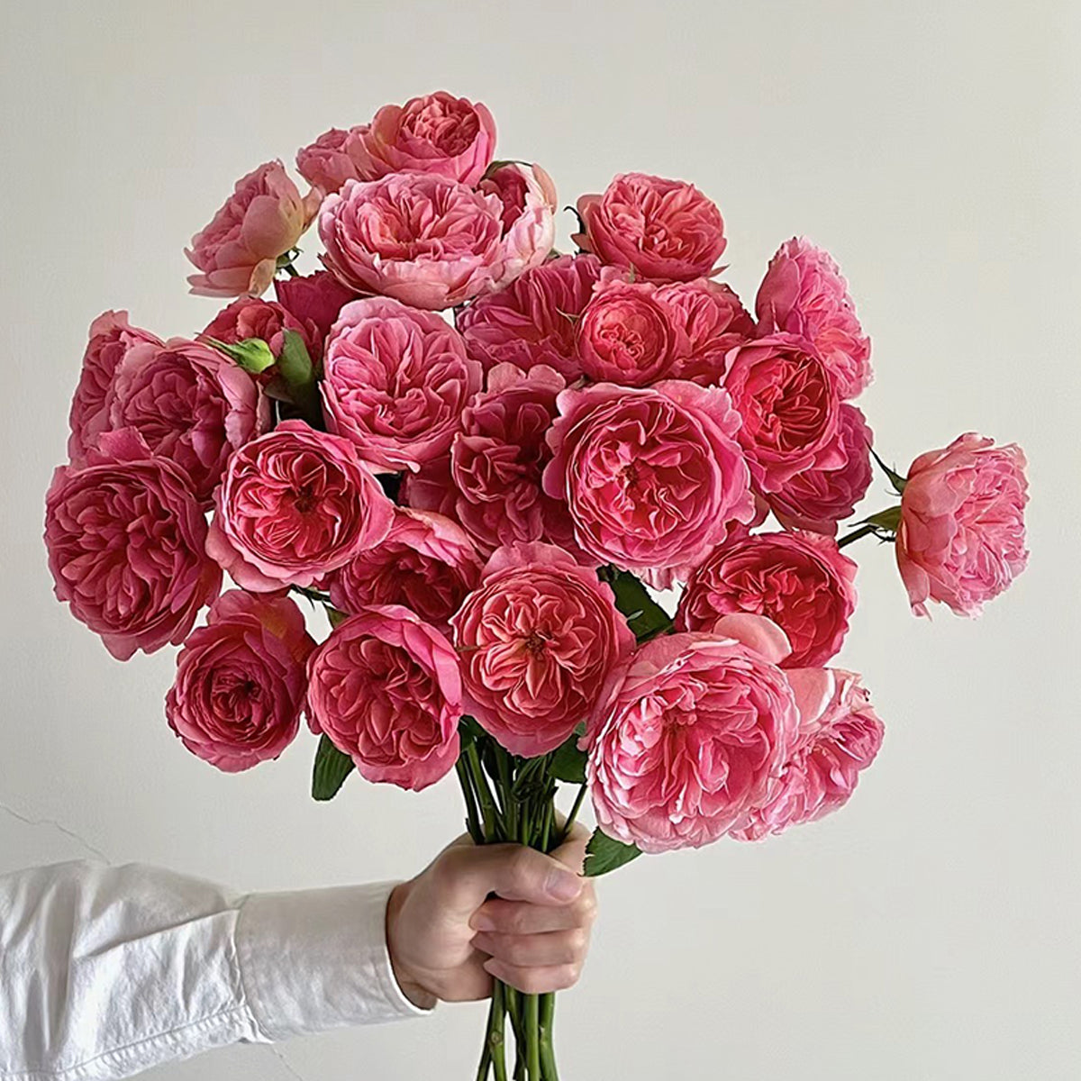 ローズコーポレーション瑠璃 Kaori Kazari Japanese Garden Shrub Rose – Highgarden Roses