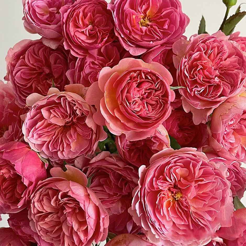 Premium Japanese Rose Bushes | Garden & Florist Rose Bushes for Sale ...