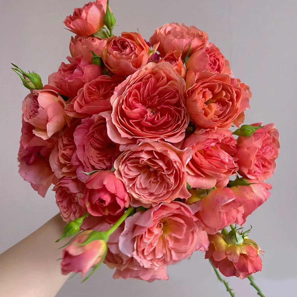 Kaori Kazari Japanese Garden Shrub Rose – Highgarden Roses