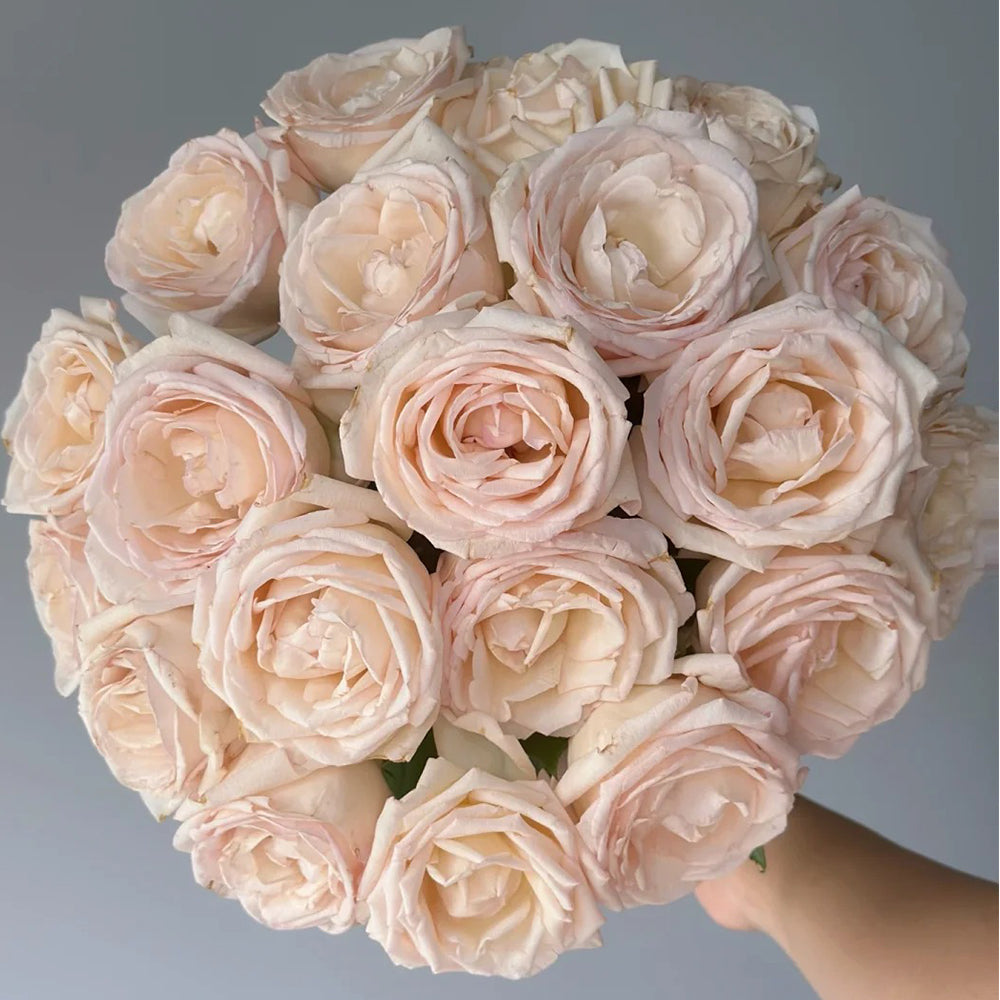 Nippon Roses Kaoruno Japanese Florist Shrub Rose – Highgarden Roses