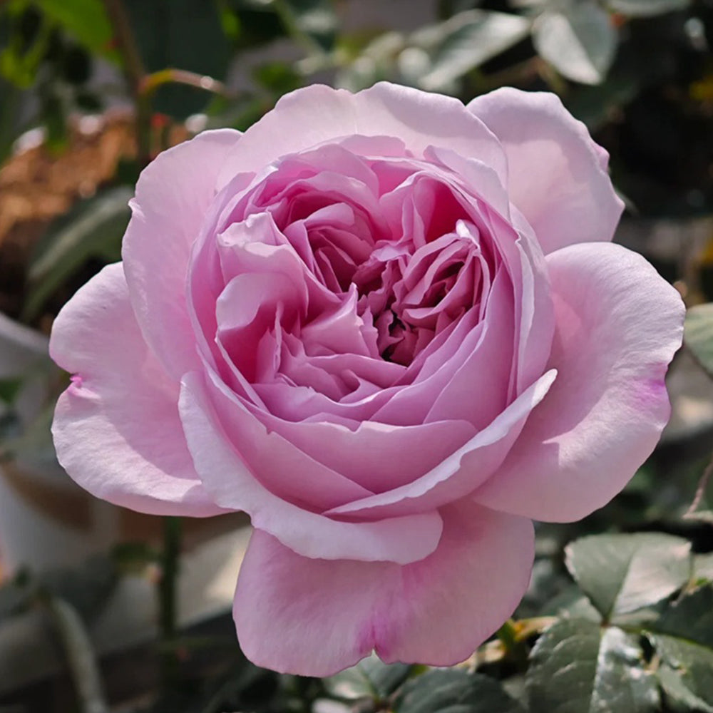 Karen Japanese Florist Shrub Rose