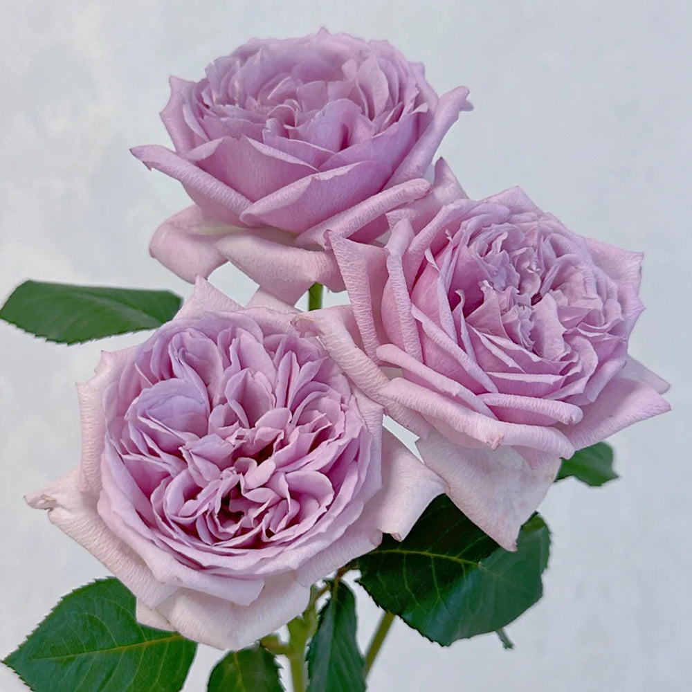 Karen Japanese Florist Shrub Rose – Highgarden Roses