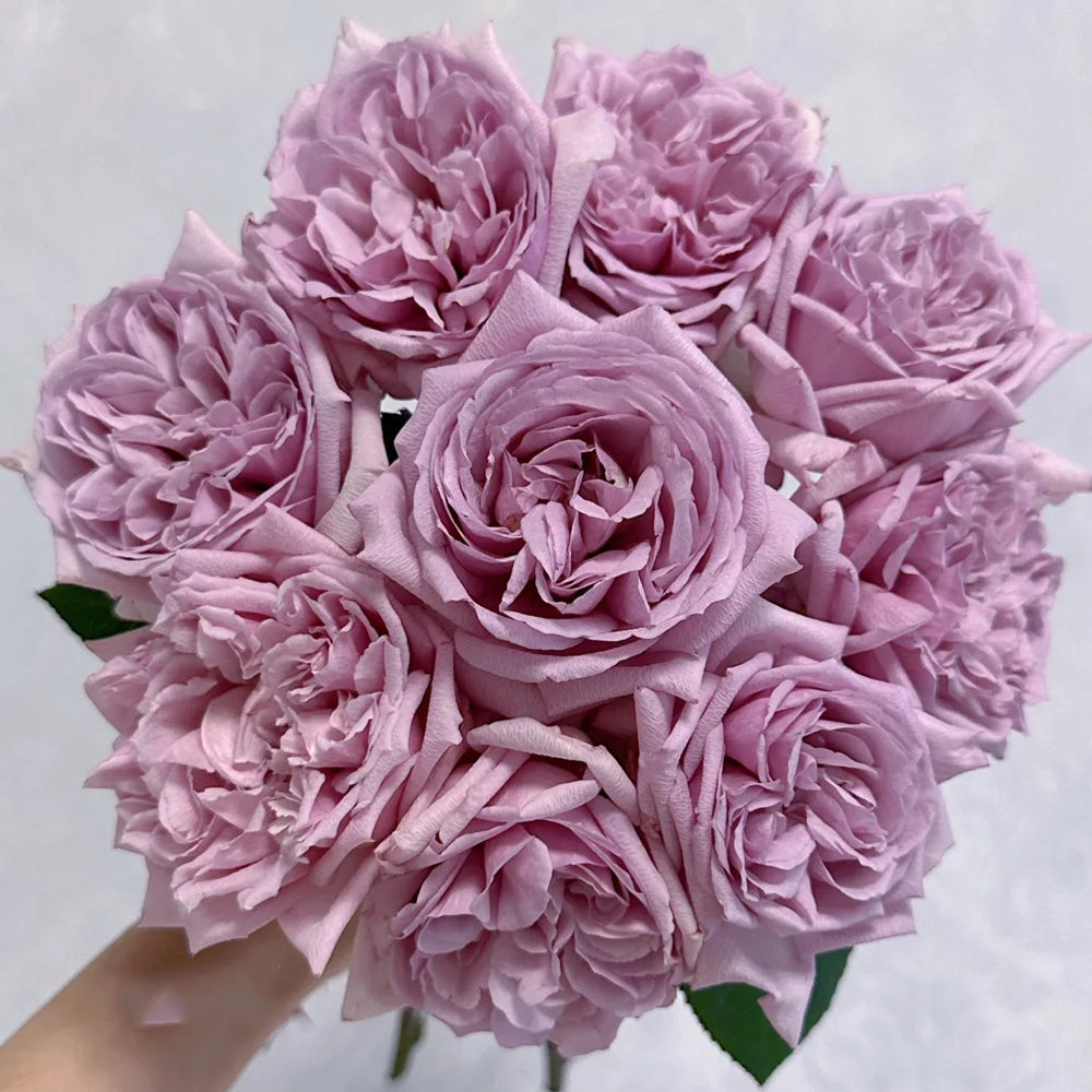 Karen Japanese Florist Shrub Rose – Highgarden Roses