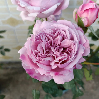 Karen Japanese Florist Shrub Rose