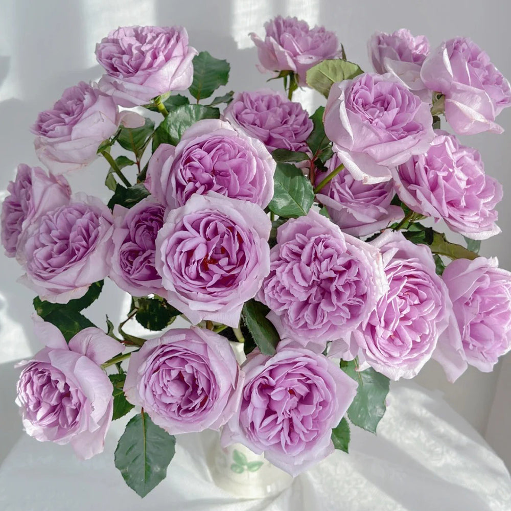 Karen Japanese Florist Shrub Rose – Highgarden Roses