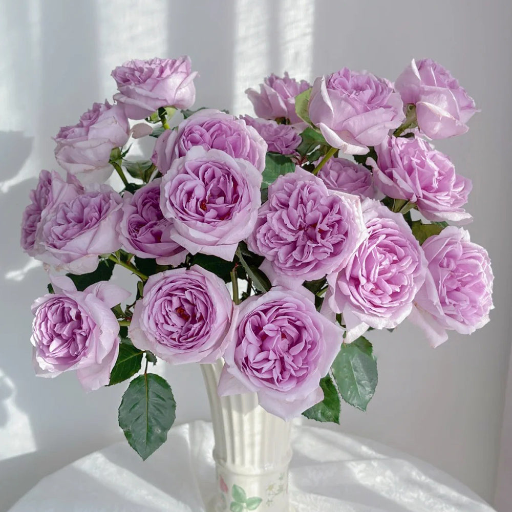 Karen Japanese Florist Shrub Rose – Highgarden Roses
