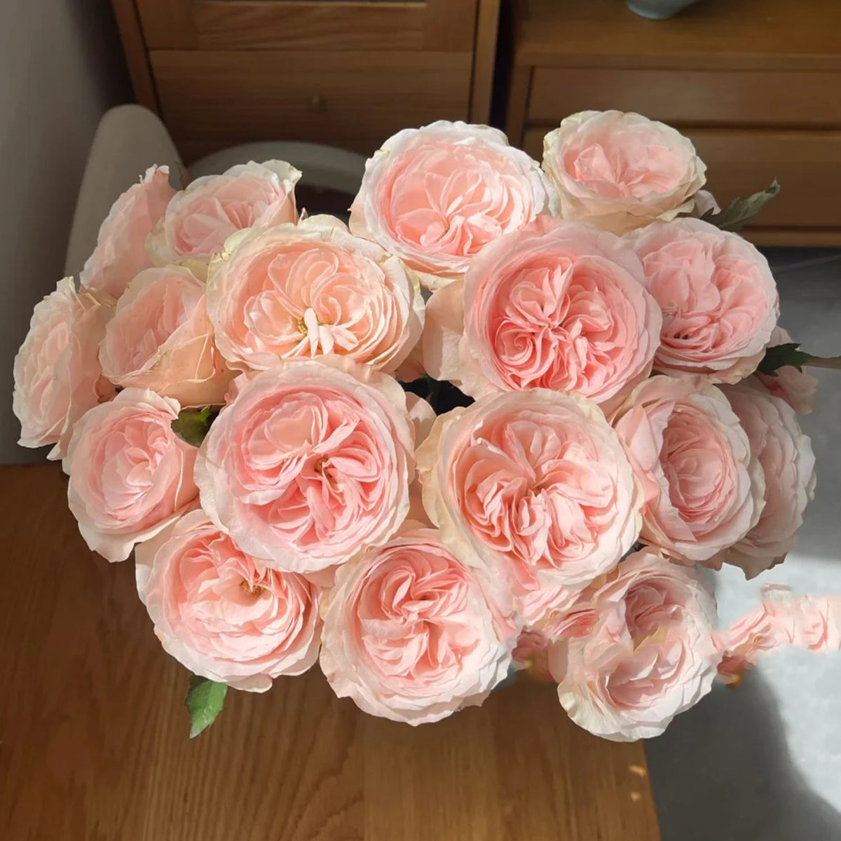 Katherine Dutch Florist Hyrbrid Tea Rose