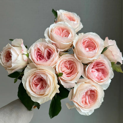 Katherine Dutch Florist Hyrbrid Tea Rose