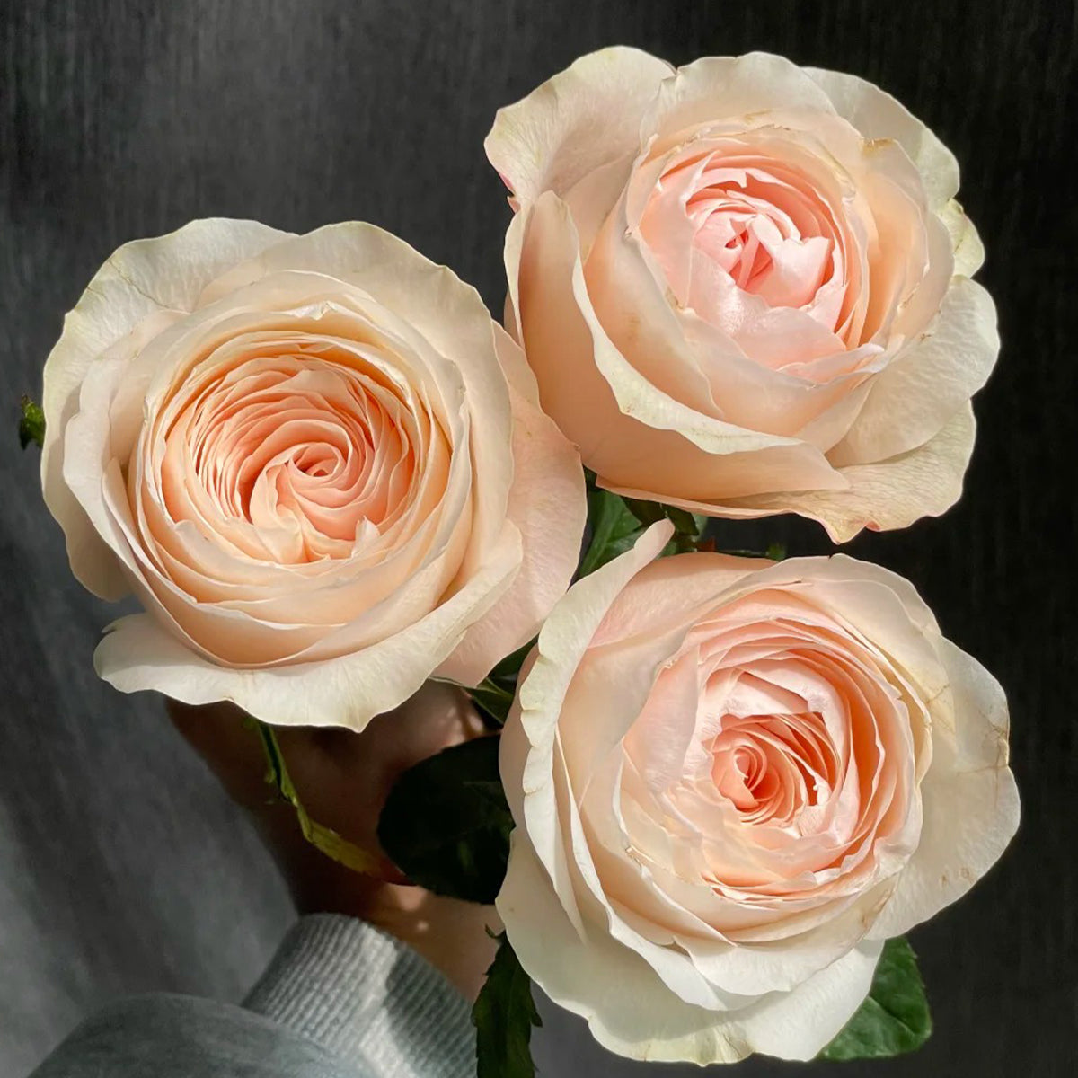 Katherine Dutch Florist Hyrbrid Tea Rose