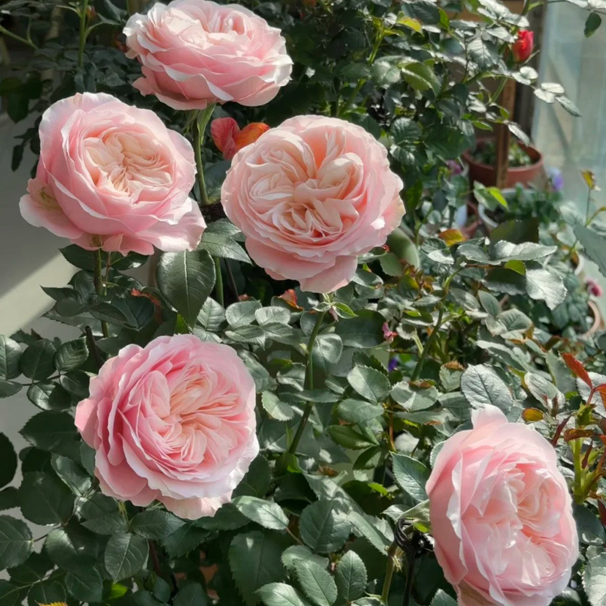 Katherine Dutch Florist Hyrbrid Tea Rose