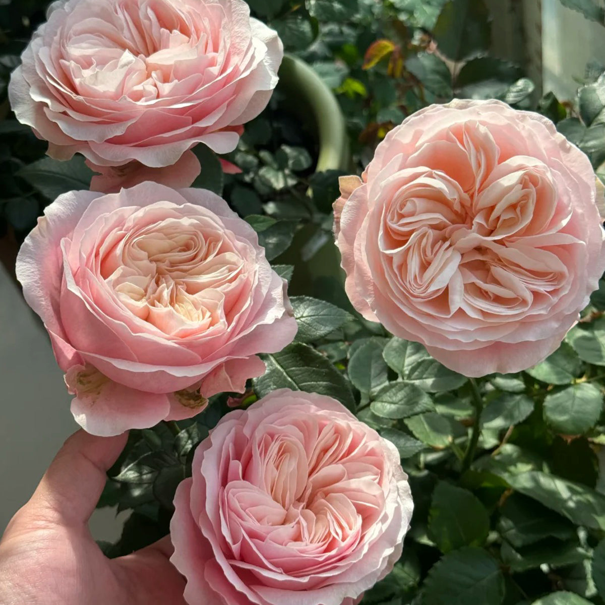 Katherine Dutch Florist Hyrbrid Tea Rose