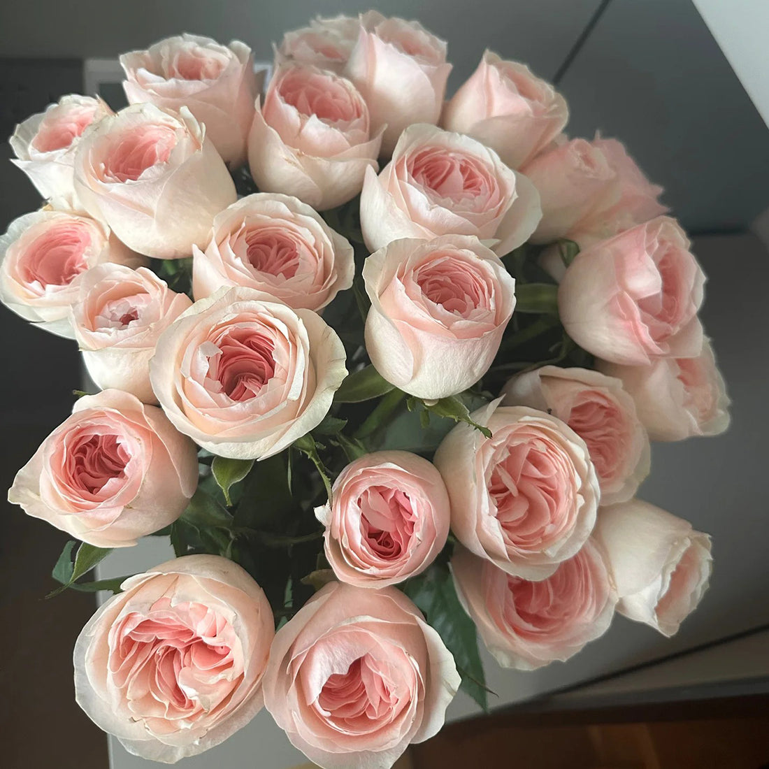 Katherine Dutch Florist Hyrbrid Tea Rose