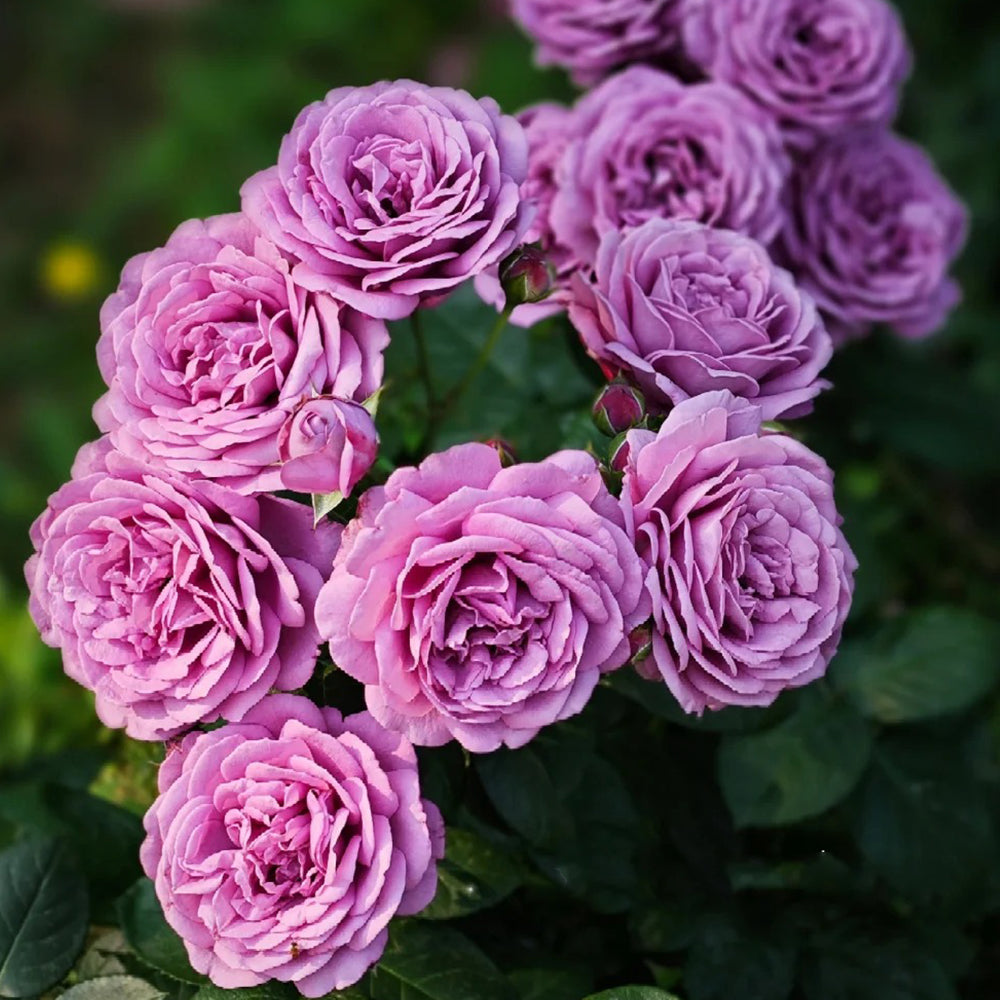 Kinda Blue German Florist Shrub Rose