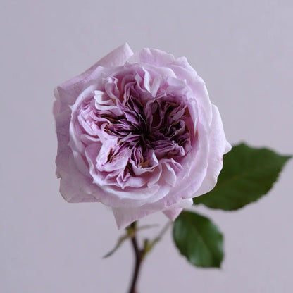 Kirkē Japanese Florist Shrub Rose