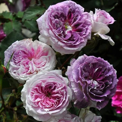 Kirkē Japanese Florist Shrub Rose