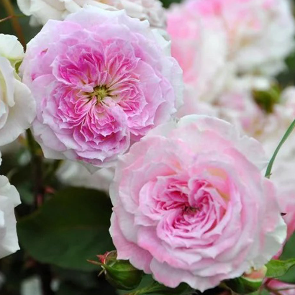 Kirkē Japanese Florist Shrub Rose