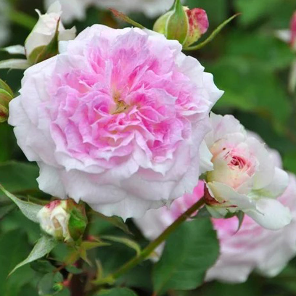 Kirkē Japanese Florist Shrub Rose