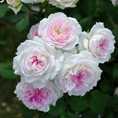 Kirkē Japanese Florist Shrub Rose