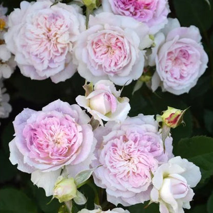 Kirkē Japanese Florist Shrub Rose