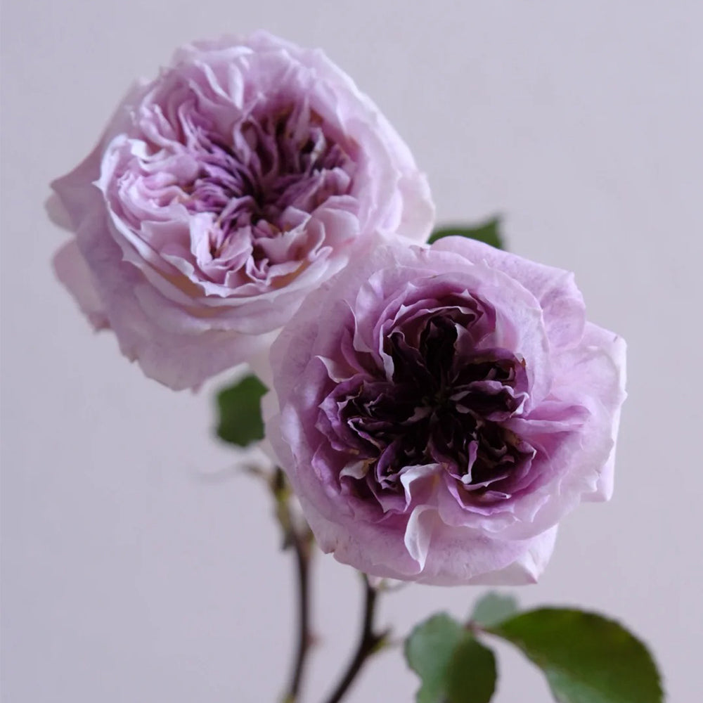 Kirkē Japanese Florist Shrub Rose