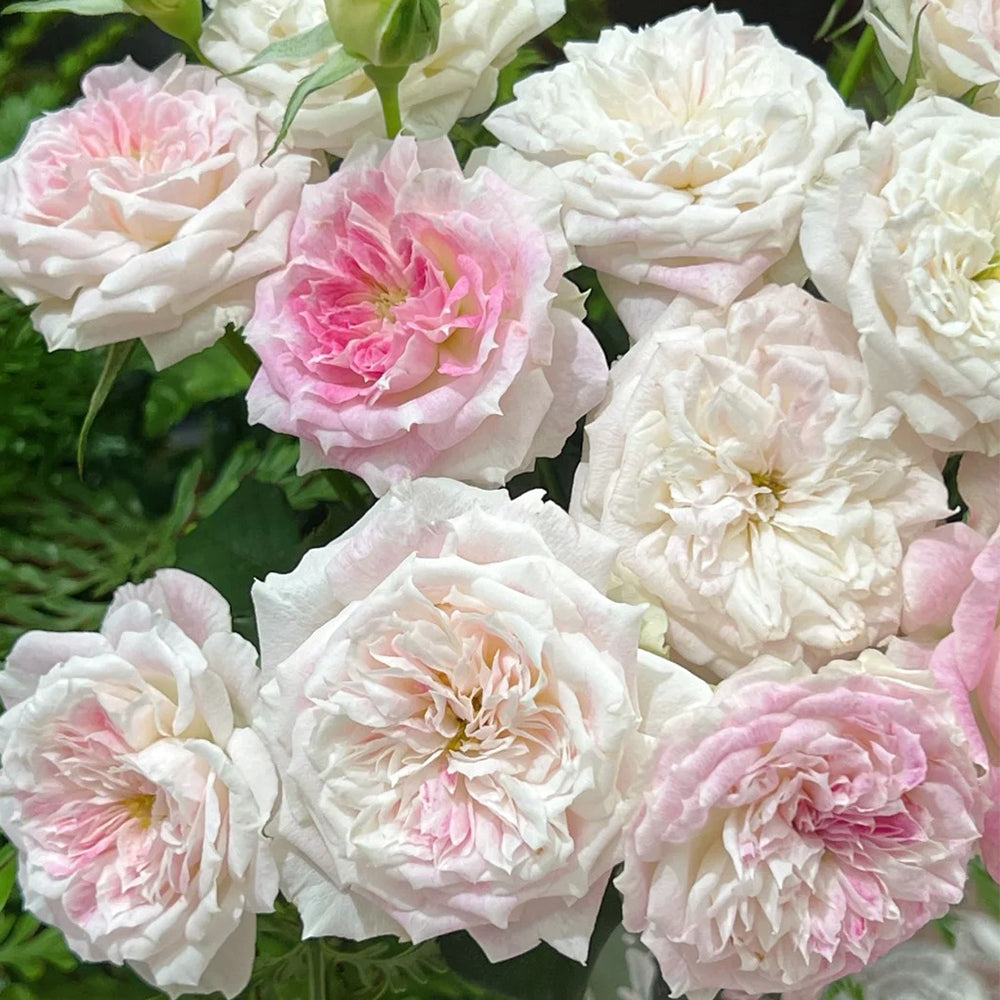 Kirkē Japanese Florist Shrub Rose