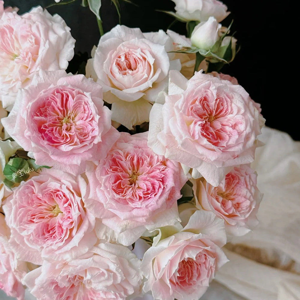 その他 Rose marry Mary Lennox Rose | Camellia-Like Blooms & Strong Fragrance