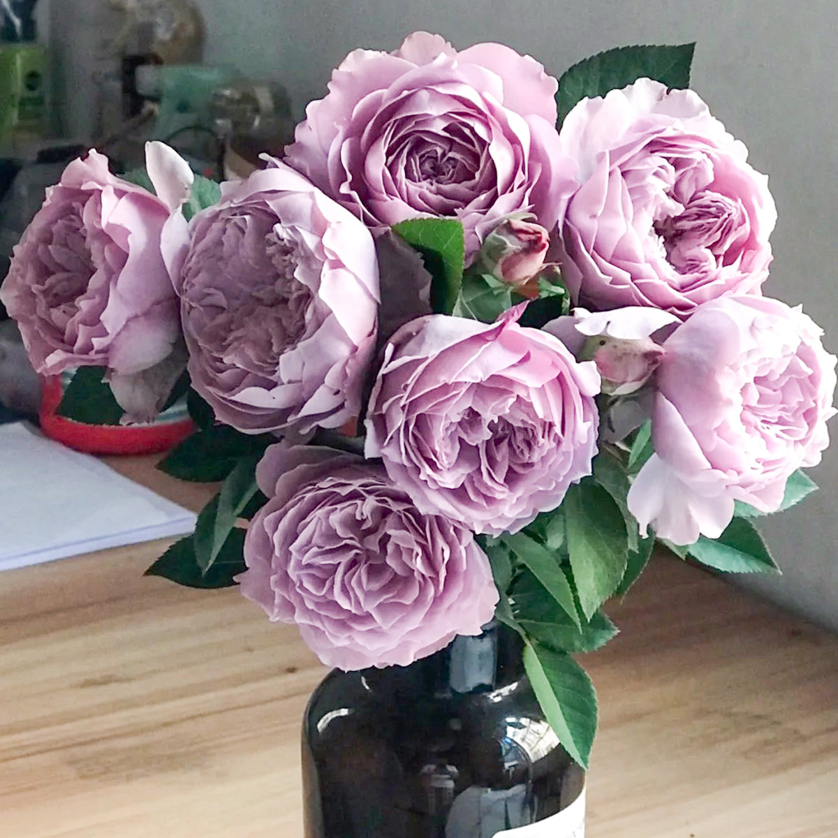 Chinese Jumbo Roses Kongmeng Chinese Garden Shrub Rose – Highgarden Roses