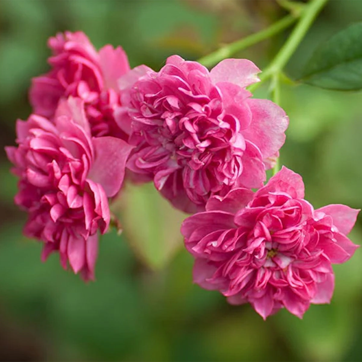 Koyomi Japanese Garden Shrub Rose