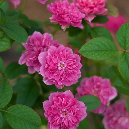 Koyomi Japanese Garden Shrub Rose
