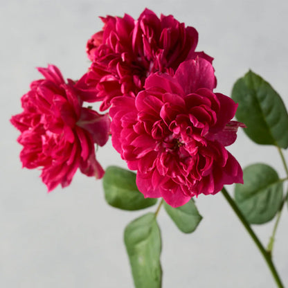 Koyomi Japanese Garden Shrub Rose