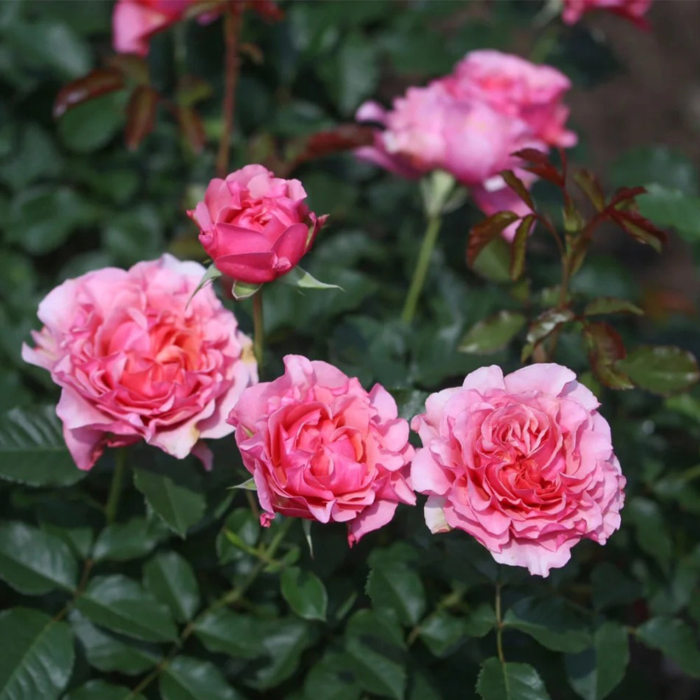 L'etoile Japanese Florist Shrub Rose Bush For Sale – Highgarden Roses