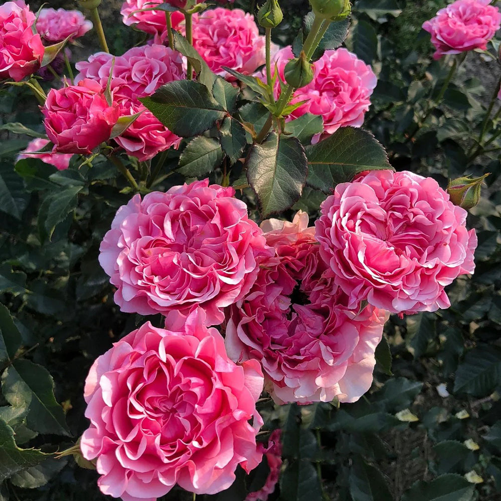 L'etoile Japanese Florist Shrub Rose Bush For Sale – Highgarden Roses