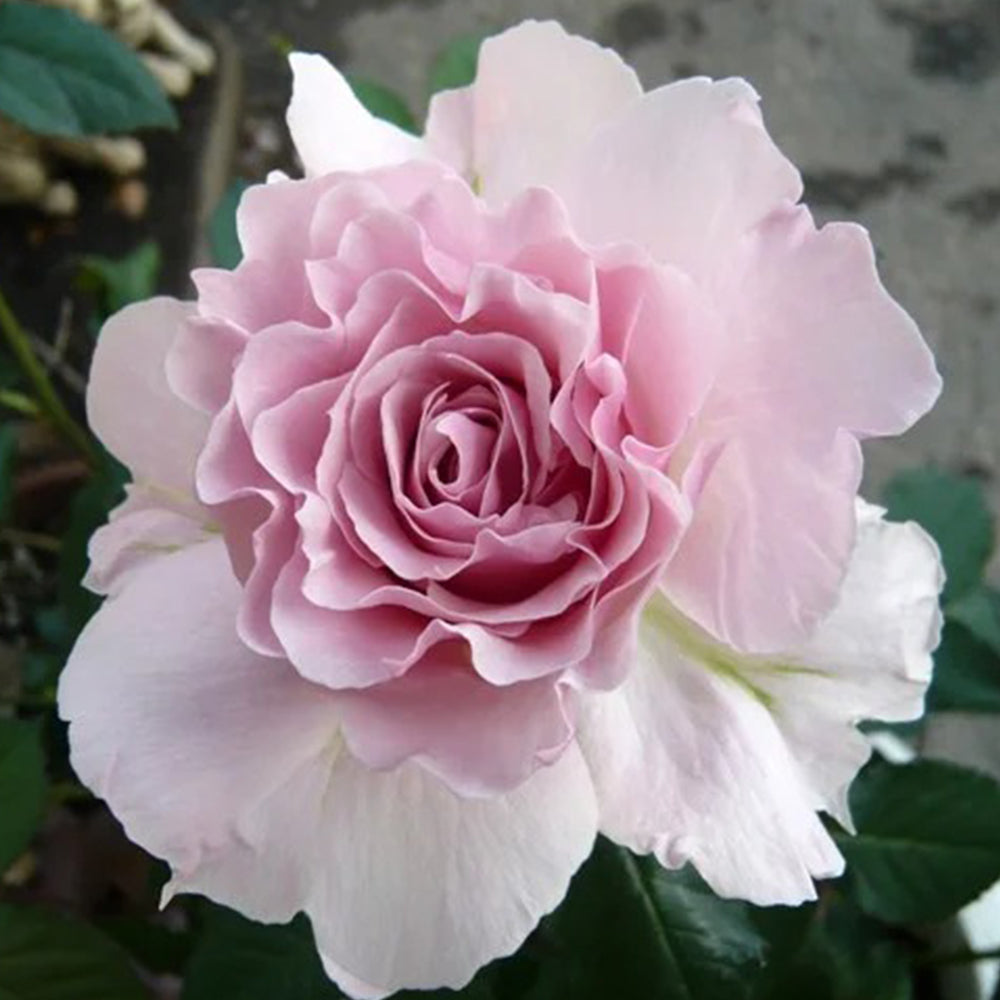 La Mariee Japanese Florist Shrub Rose