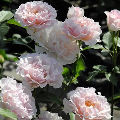 La Mariee Japanese Florist Shrub Rose