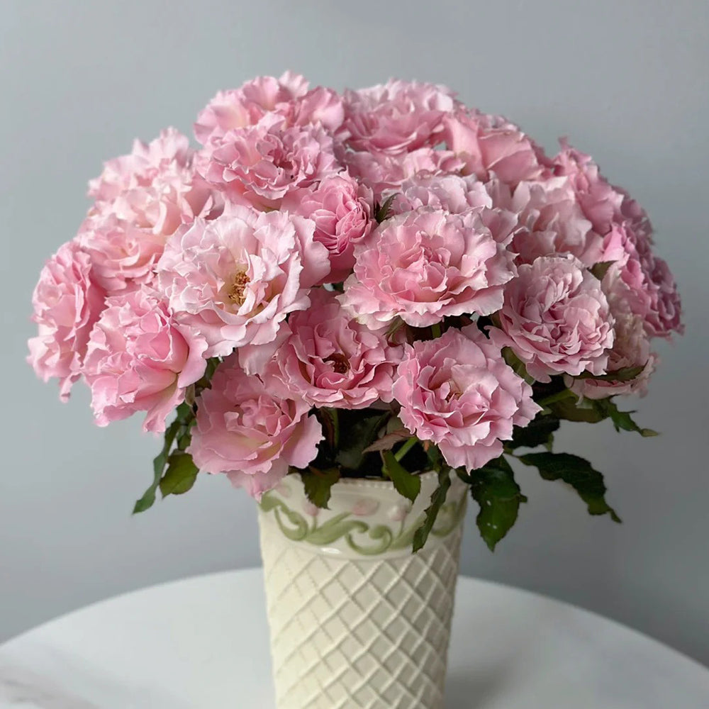 La Mariee Japanese Florist Shrub Rose – Highgarden Roses